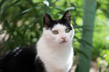 Porträt einer schwarz-weißen Katze im Garten