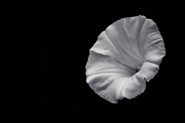 Beautiful white flower in full bloom