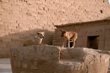 Brown stray dogs on a large stone at the temple of Luxor in Egypt