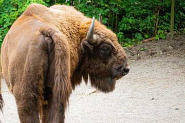 Majestic European bison (Bison bonasus) walking on a path surrounded by lush greenery in a forest