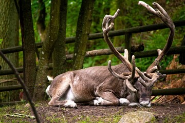 Reindeer (Rangifer tarandus) standing in a tranquil forest, grazing on lush vegetation