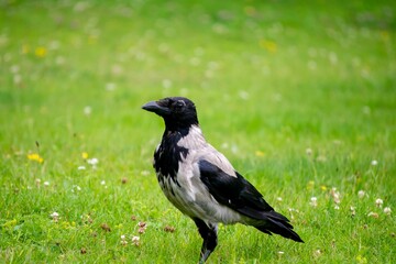 Solitary hooded crow (Corvus cornix) standing in a lush green field