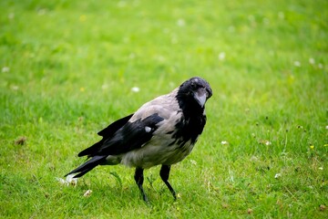 Solitary hooded crow (Corvus cornix) standing in a lush green field