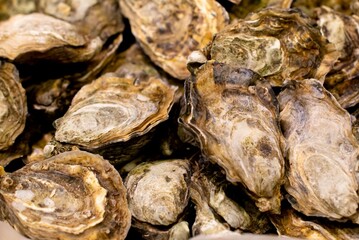 Variety of fresh oysters arranged on a tabletop