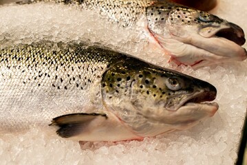 Fresh Salmon fillet served on an ice-filled display