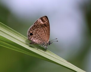 Brown butterfly perched atop a cluster of vibrant green foliage