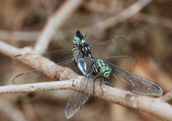 two large green and black dragonflies are perched on a tree branch