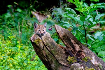 Fototapeta premium Young Eurasian lynx (Lynx lynx) perched atop a fallen tree in a lush forest setting