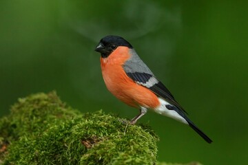 Eurasian bullfinch (Pyrrhula pyrrhula) perched atop a tree stump covered in lush green moss