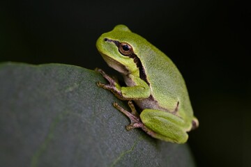 European tree frog (Hyla arborea) perched atop a leaf