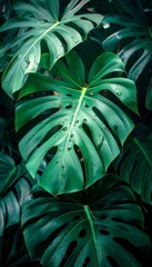 Vivid monstera leaf with sparkling water droplets on a dark background, botanical beauty