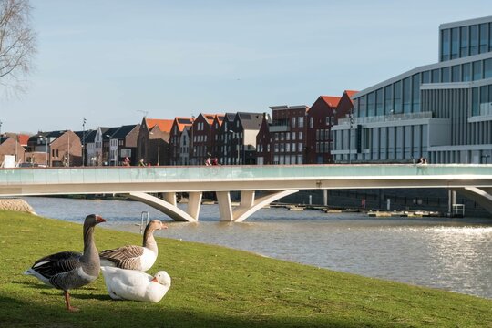 Geese sitting on a riverside with the city in the background