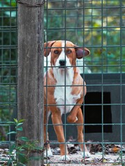 Brown hunting dog peers out from behind a fence, its intense gaze focused directly on the viewer