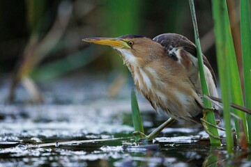 Small bittern is standing in a shallow body of water surrounded by lush green vegetation.
