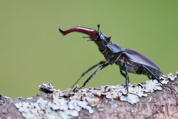 Closeup shot of a stag beetle perched on the branch of a tree.
