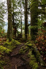 Hiking path through rain forest in Washington state, surrounded by fall foliage.