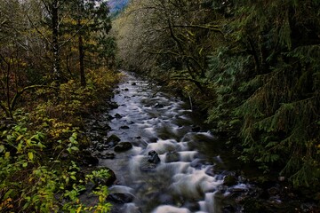 Small mountain stream in the North Cascade mountain range with lush green rain forest all around.