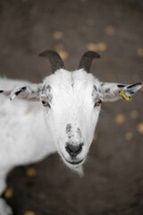 Closeup of a cute goat on a farm