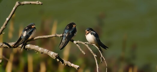 Closeup of three Swallows sitting on a tree branch at Seurasaari