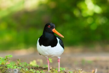 Closeup of a Meriharakka at Seurasaari, Eurasian oystercatcher near Baltic sea shore