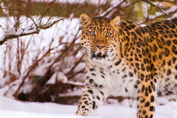 Amur Leopard in the winter at Korkeasaari Zoo
