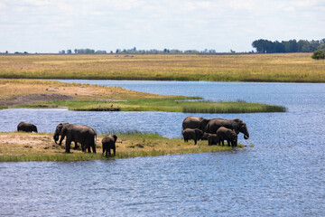 A Herd of african elephants taking a bath in the Chobe river. Green vegetation during the rainy...