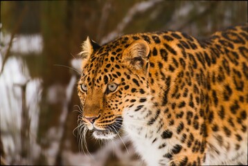 Spotted leopard stands in the snow