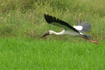 Fototapeta premium African Open-Billed stork soaring through the sky, with a lush green forest and grassy terrain