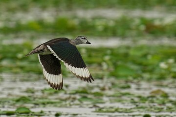 Cotton Pygmy-Goose soaring through the sky above a lush landscape of water and grass