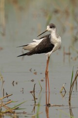Black-winged stilt wading in a shallow body of water