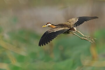 Bronze-winged jacana soaring through the sky, with lush green grass and trees in the backdrop
