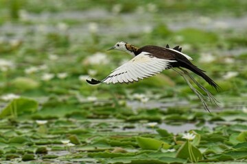 Pheasant-tailed jacana in mid-flight soaring above a tranquil lake