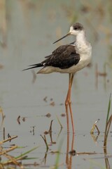 Black-winged stilt standing in a pool of water surrounded by lush green grass