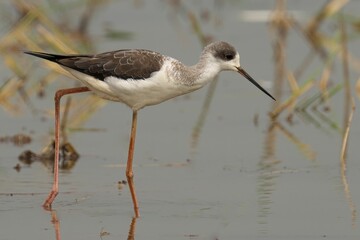Black-winged stilt perched on the edge of a body of water, surrounded by lush reeds and grass