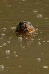 Monocellate cobra lying suspended in a tranquil blue body of water