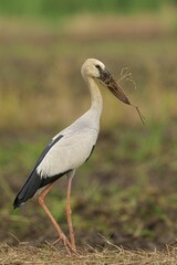 African Open-Billed Storkperched atop a branch holding a large insect in its beak
