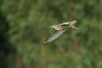 Chinese pond heron soaring over a picturesque landscape of lush rolling hills