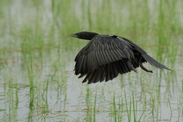 Little cormorant soaring gracefully over a serene body of water surrounded by lush green vegetation