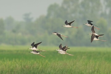 Black-winged stilt featuring a flock of birds soaring through a bright blue sky