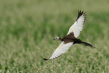 Pheasant-tailed jacana soaring through the air in a blissful meadow