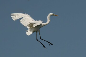 Elegant white Great Egret soaring majestically over a pristine blue sky