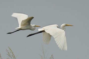 Great Egret soaring majestically through the sky, wings spread wide