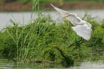 Great Egret soaring low above a tranquil pond, gliding through the air with graceful ease