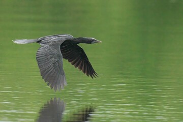 Little cormorant gliding effortlessly over a tranquil river, its wingspan catching the sun rays
