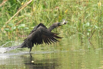 Indian cormorant perched on the edge of a lake, searching the water for its next meal