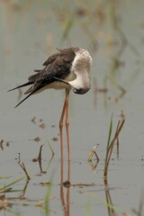 a bird standing in the water looking down to the ground