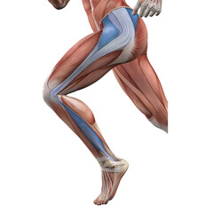 Lateral Line of th thigh - upper glutes maximus, gluteus medius, tensor fascia latae, fibularis longus 