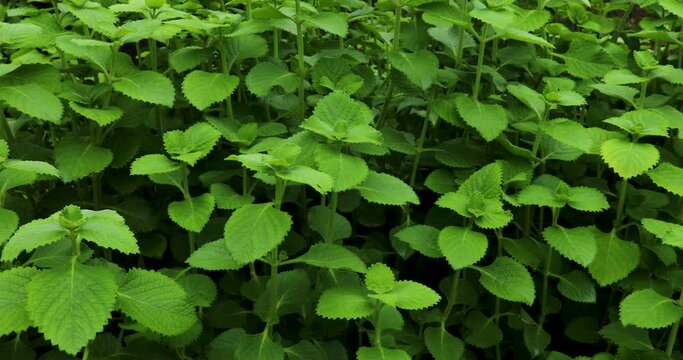 Mexican mint (Coleus amboinicus) plants growing in the field in daylight