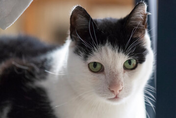 Porträt einer schwarz-weißen Katze