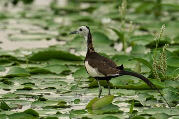 Pheasant-tailed jacana atop a lily pad in a pond, surrounded by water lilies in full bloom